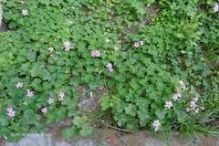 Oxalis dehradunensis